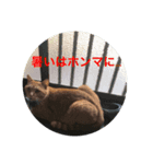 茶トラ猫小梅（個別スタンプ：6）