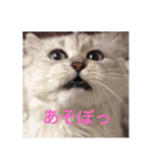 らびにゃん（個別スタンプ：4）