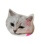らびにゃん（個別スタンプ：9）
