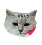 らびにゃん（個別スタンプ：13）
