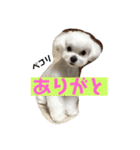 いぶちすたんぷ（個別スタンプ：6）