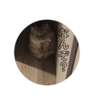 うちの子 さくれ（個別スタンプ：5）
