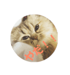 うちの子 さくれ（個別スタンプ：8）