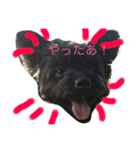 ポメプーチコ ver3（個別スタンプ：1）