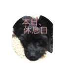 ポメプーチコ ver3（個別スタンプ：7）
