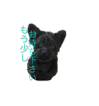 ポメプーチコ ver3（個別スタンプ：12）