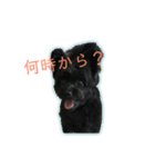 ポメプーチコ ver3（個別スタンプ：23）