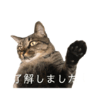かわいいやつめ！（個別スタンプ：2）