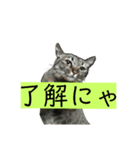 かわいいやつめ！（個別スタンプ：4）