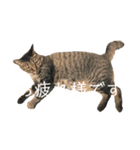 かわいいやつめ！（個別スタンプ：6）