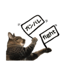 かわいいやつめ！（個別スタンプ：16）
