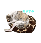 ウィペットリーヴァ（個別スタンプ：3）