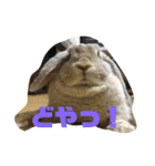 なのちくわ（個別スタンプ：4）