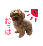 りおんの日常(Yorkie,poodle)（個別スタンプ：1）