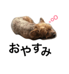 りおんの日常(Yorkie,poodle)（個別スタンプ：2）