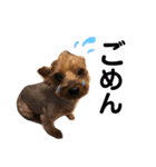 りおんの日常(Yorkie,poodle)（個別スタンプ：3）