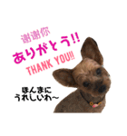 りおんの日常(Yorkie,poodle)（個別スタンプ：4）