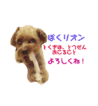 りおんの日常(Yorkie,poodle)（個別スタンプ：5）