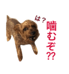 りおんの日常(Yorkie,poodle)（個別スタンプ：6）