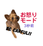 りおんの日常(Yorkie,poodle)（個別スタンプ：7）
