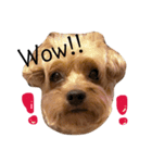 りおんの日常(Yorkie,poodle)（個別スタンプ：8）
