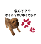 りおんの日常(Yorkie,poodle)（個別スタンプ：9）