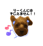 りおんの日常(Yorkie,poodle)（個別スタンプ：10）
