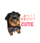 りおんの日常(Yorkie,poodle)（個別スタンプ：11）