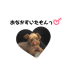 りおんの日常(Yorkie,poodle)（個別スタンプ：13）
