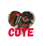 りおんの日常(Yorkie,poodle)（個別スタンプ：15）