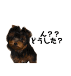 りおんの日常(Yorkie,poodle)（個別スタンプ：16）