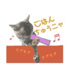 毎日ネコと一緒 1（個別スタンプ：6）