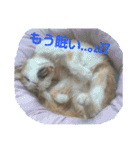 毎日ネコと一緒 1（個別スタンプ：14）