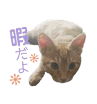 毎日ネコと一緒 1（個別スタンプ：19）