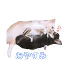 ポポ♡トト丸 日常会話 1（個別スタンプ：2）