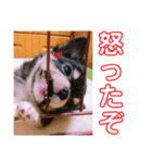 ポポ♡トト丸 日常会話 1（個別スタンプ：7）