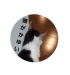 ネコの1日（個別スタンプ：4）