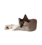 ネコの1日（個別スタンプ：5）