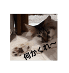 ネコの1日（個別スタンプ：6）