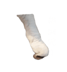 ネコの1日（個別スタンプ：7）