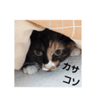 ネコの1日（個別スタンプ：8）