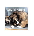 ネコの1日（個別スタンプ：9）
