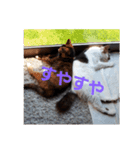 ネコの1日（個別スタンプ：11）