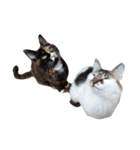 ネコの1日（個別スタンプ：12）
