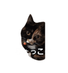 ネコの1日（個別スタンプ：13）