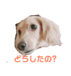 ダックス のモカ（個別スタンプ：4）