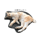 ころりん猫スタンプ（個別スタンプ：1）