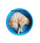 ころりん猫スタンプ（個別スタンプ：3）