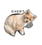 ころりん猫スタンプ（個別スタンプ：5）