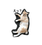 ころりん猫スタンプ（個別スタンプ：6）